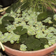 The artificial pond with the male praying mantis sitting on a leaf to the right-hand side of the photo.